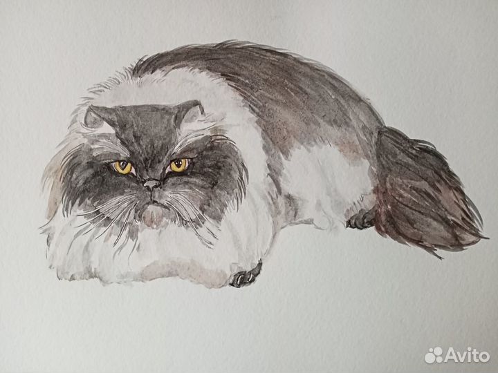 Кот персидский, акварель
