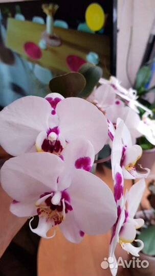 Орхидея фаленопсис