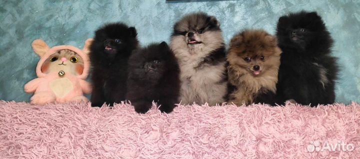 Мальтипу мини F1