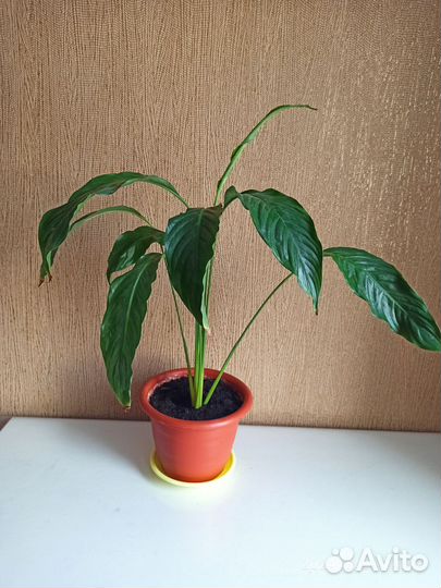 Спатифиллум, также известный как «женское счастье»