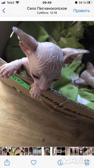 Донской сфинкс котята