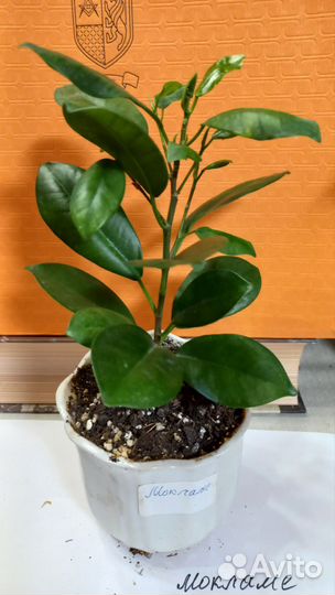 Фикус бенджамина