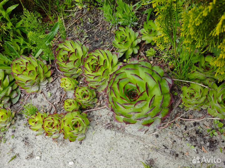 Молодило каменная роза