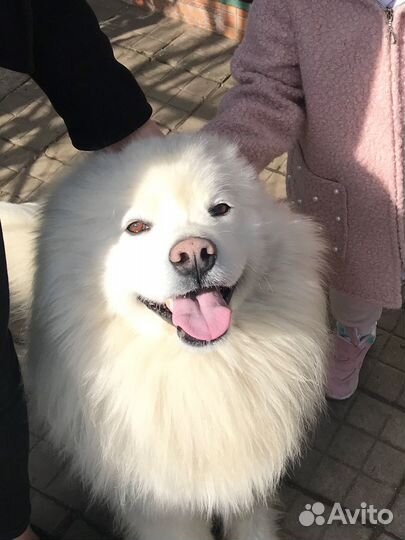 Вязка Самоед