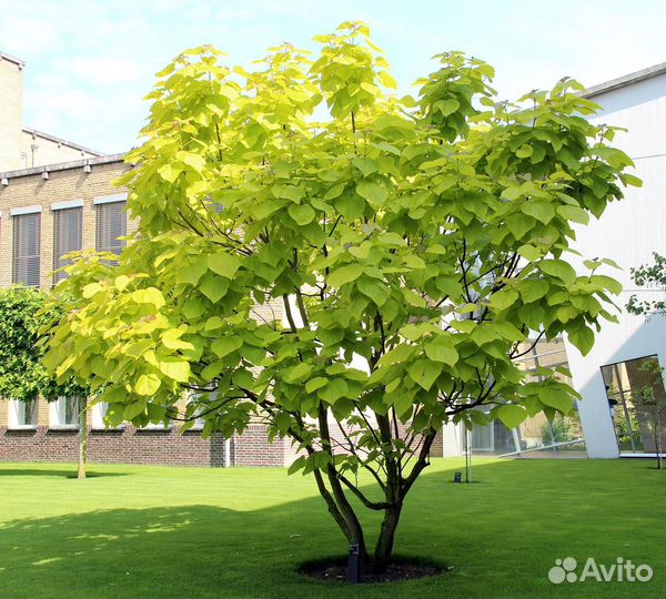 Саженцы катальпы