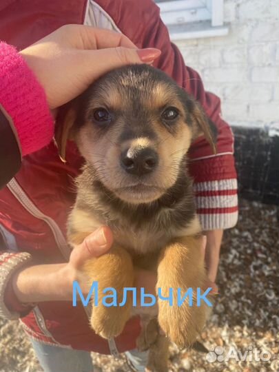 Щенки мальчики и девочки в добрые руки