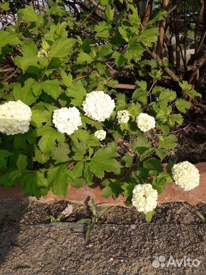 Декаративные кустарники для сада