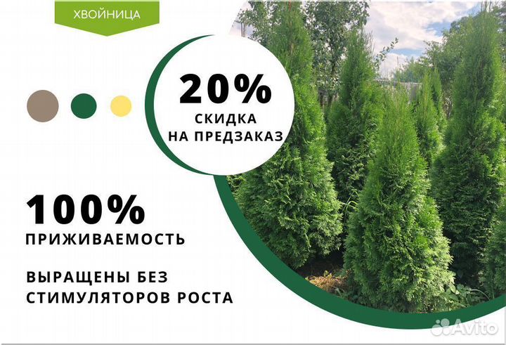 Туи Экста качества Брабант