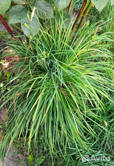 Лилейник Мини Стелла - бордюрный