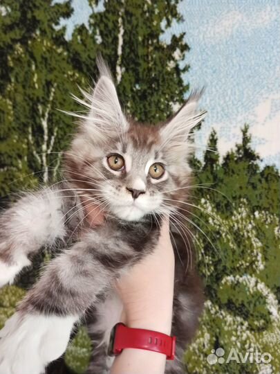 Девочка мейн кун с документами