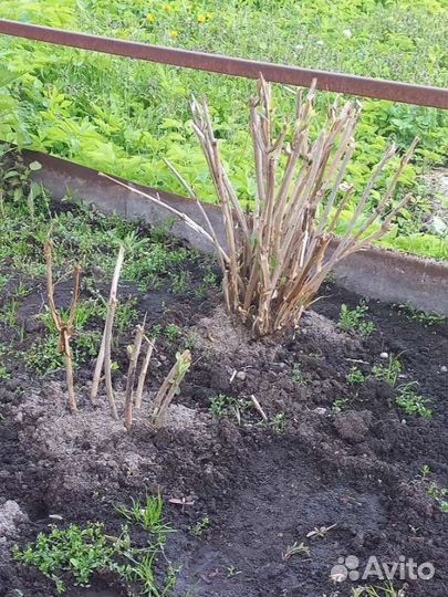 Гортензия белая