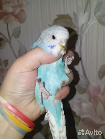 Волнистый попугай