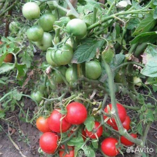 Семена низкорослых сортовых томатов для дома, дачи