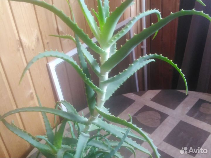 Алоэ столетник. И алоэ вера есть