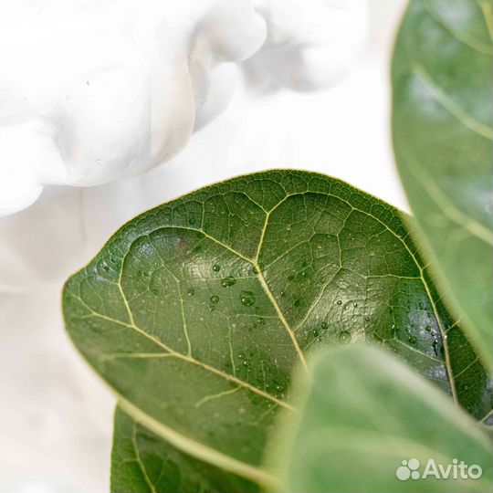 Растение фикус лирата