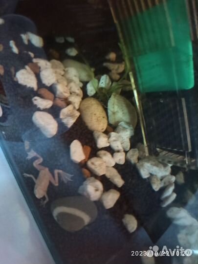 Большой аквариум и лягушка