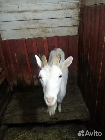 Козы дойные