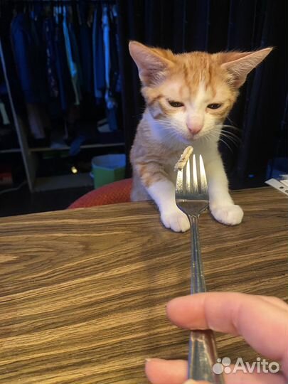 Котик в добрые руки
