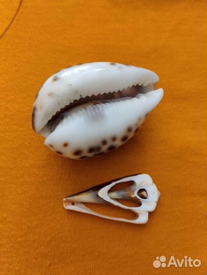 Ракушки, камушки, камни