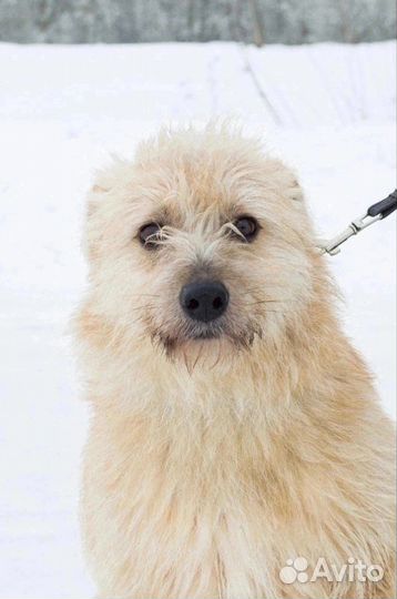 Дива ищет любящую семью