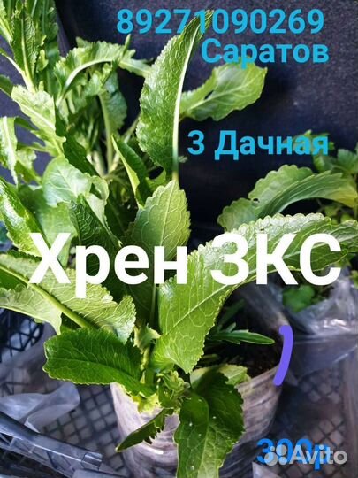 Хрен рассада зкс