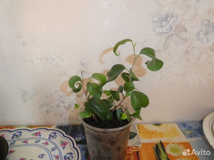 Фикус кудрявый (Ficus Barok)