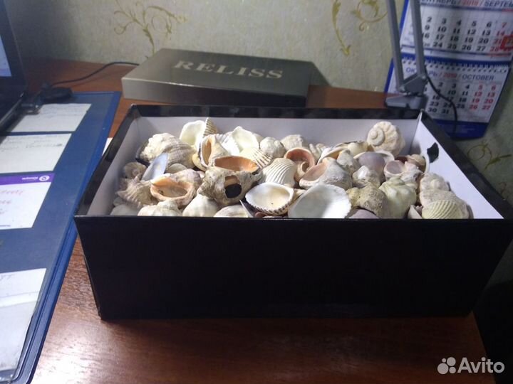 Искусственные растения и ракушки