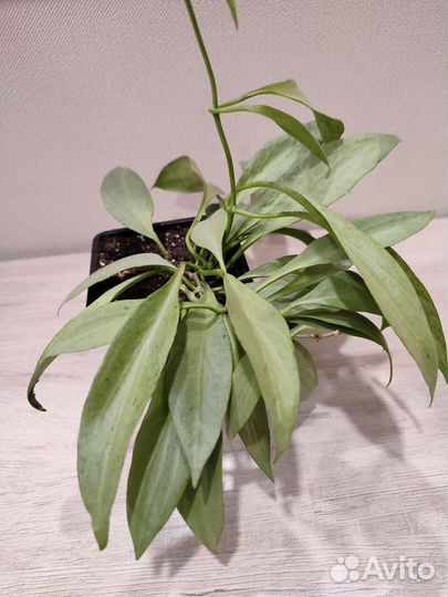 Комнатные растения хойи