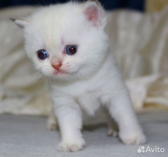 Золотые котята