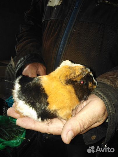 Морские свинки