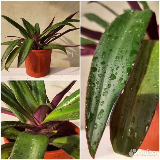 Традесканция рео