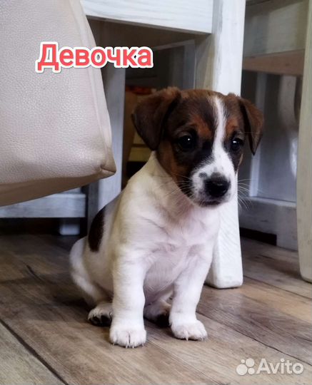 Щенки Джек Рассел терьер