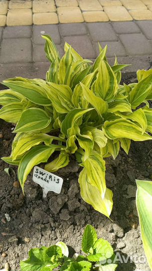 Хоста коллекционная Swirls