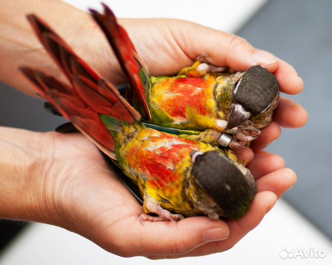 Пиррура красивые птенцы