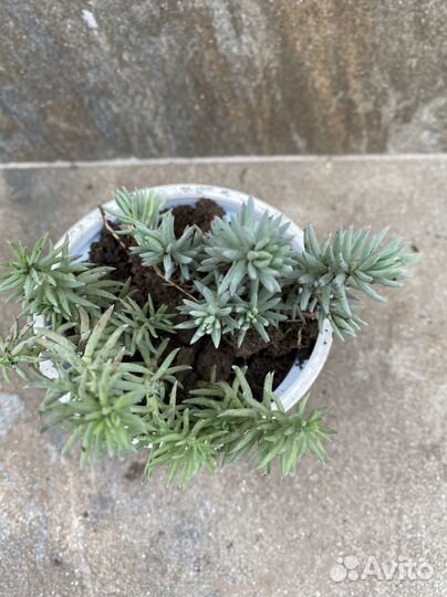 Живучка, очитки