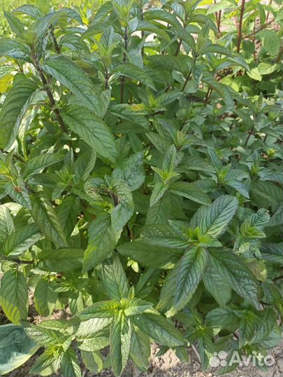 Мята шоколадная