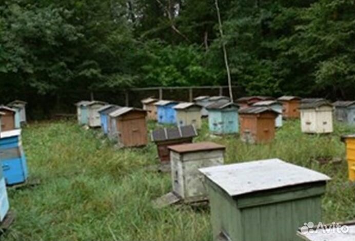 Мёд из Алтая опт