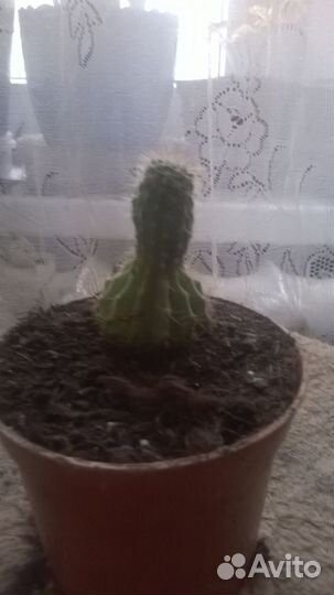 Продам цветы комнатные