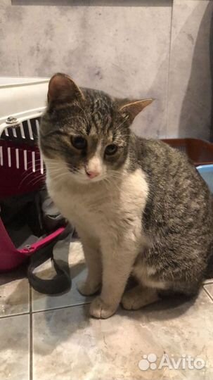 Кот в добрые руки