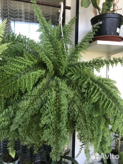 Папоротник