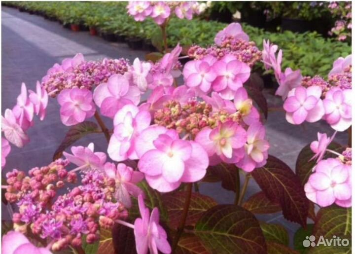 Гортензия пильчатая Саммер Глоу (Sammer Glow)