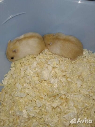 Малыши джунгариков из питомника