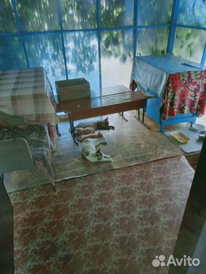 Кошки в добрые руки