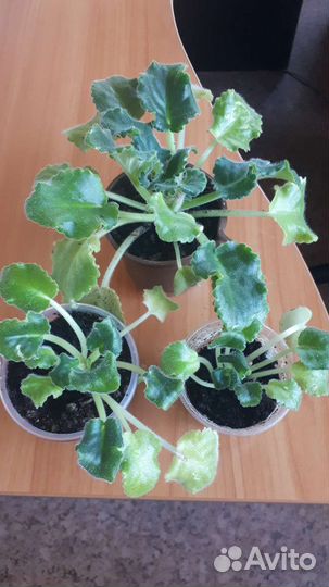 Фиалка детки