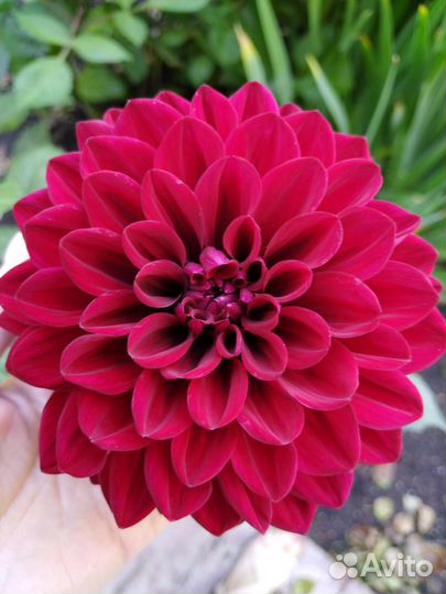 Георгины красные, клубни