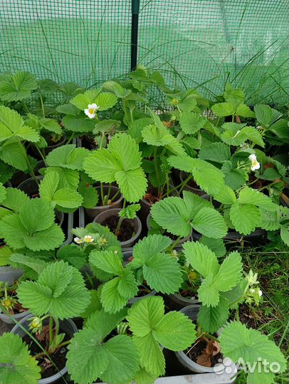 Саженцы клубники