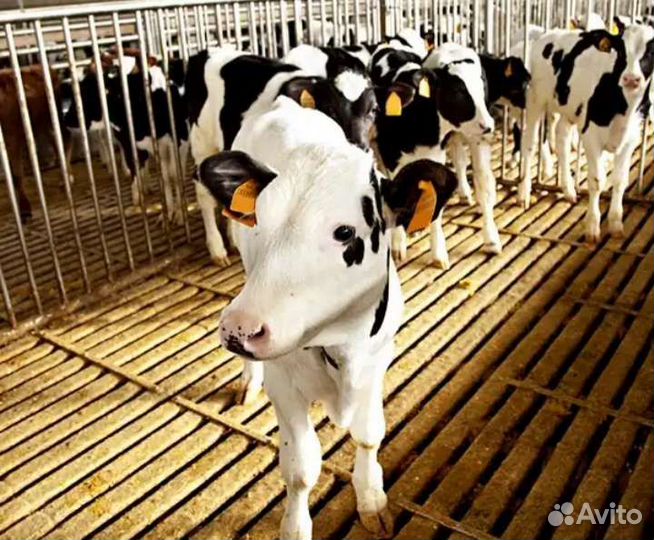 Бычки и телята