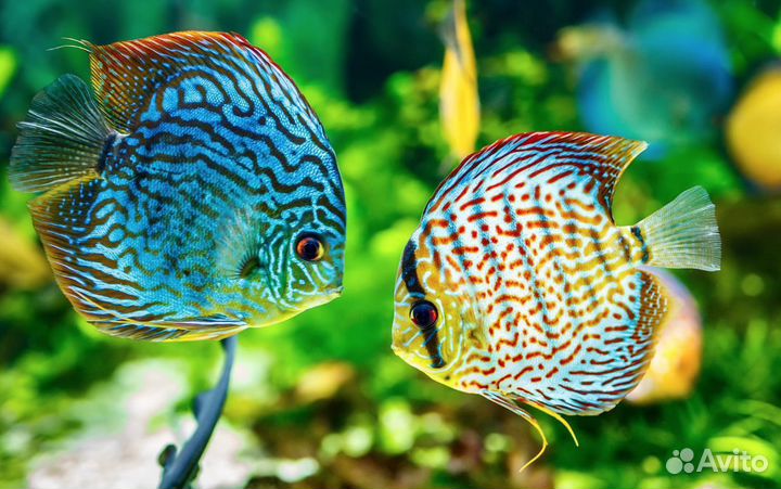Рыба дискус
