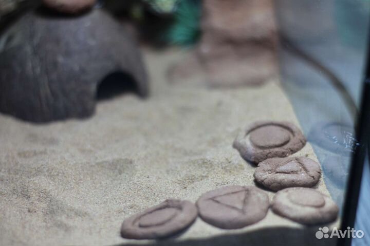 Террариум для рептилий