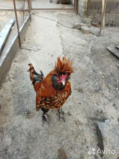 Куры несушки домашние